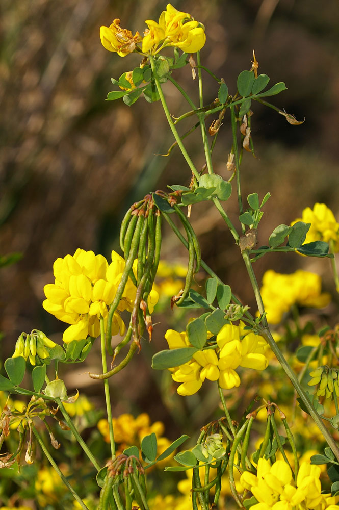 Coronilla emerus ssp. emeroides